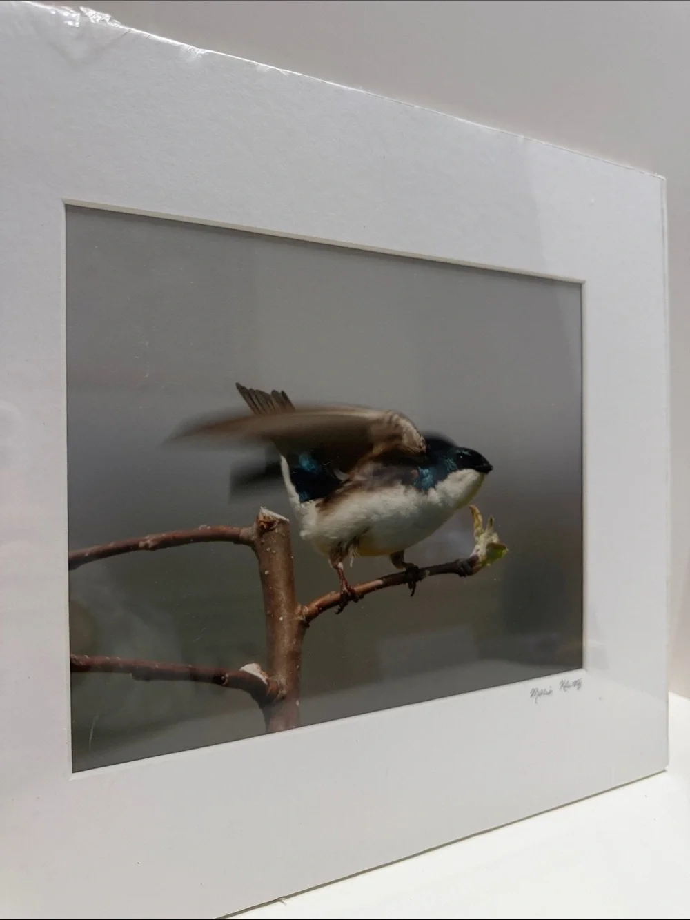 Tree Swallow Bird Art Print for Pet Lovers - Signed by Marie Kluttz